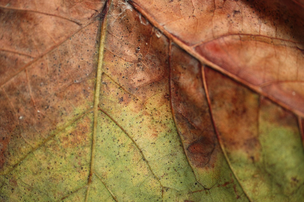 Feuille d'arbre jaunissant en raison de la sècheresse © Pixabay